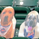 Met Jeff McNeill’s dog Willow (l.) took one on the chin Saturday at Citi Field.